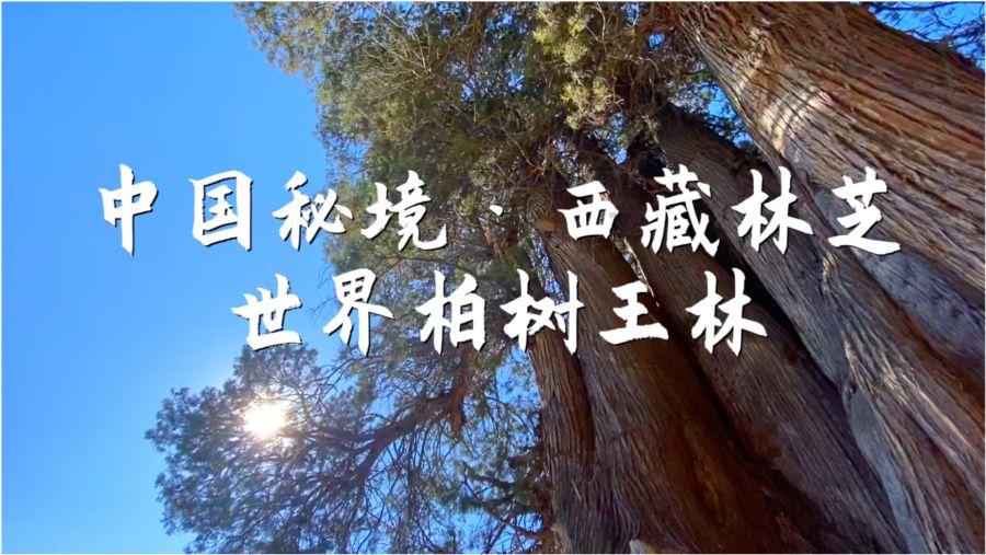 《幻兽帕鲁》优质帕鲁油获得方法介绍